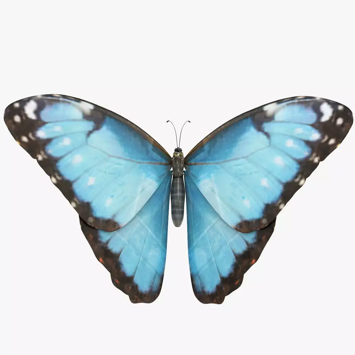 Morpho Peleides Butterfly 3D model