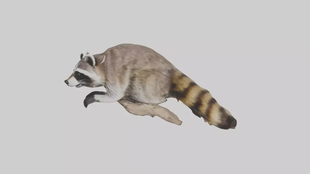 Raccoon climbing model Low-poly 3D model
