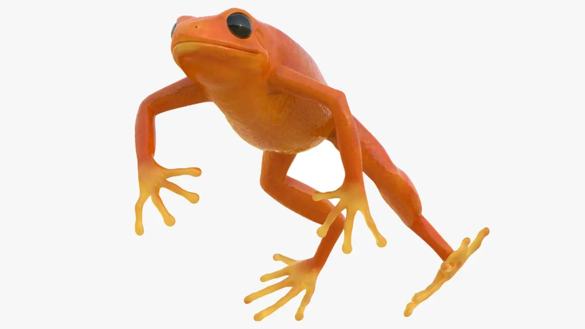 Realistic Tropical Mantella Frog Rigged for Maya 3D model