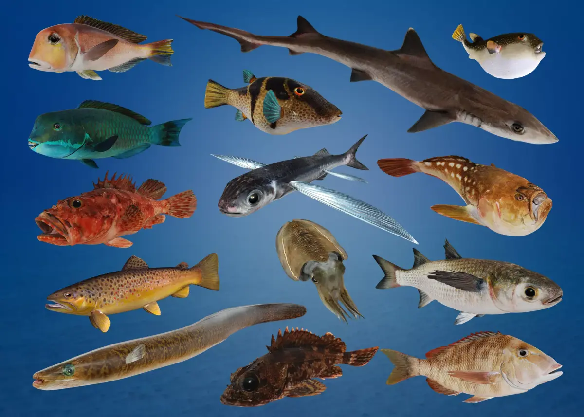 Ocean Fish Pack  3D model