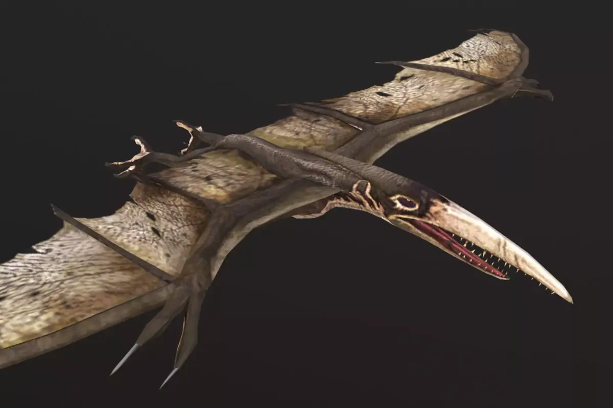 Pteranodon bat flying Low-poly 3D model