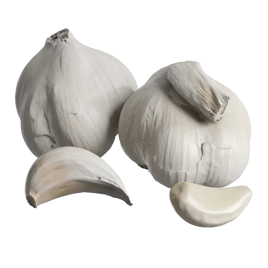  Garlic Models 