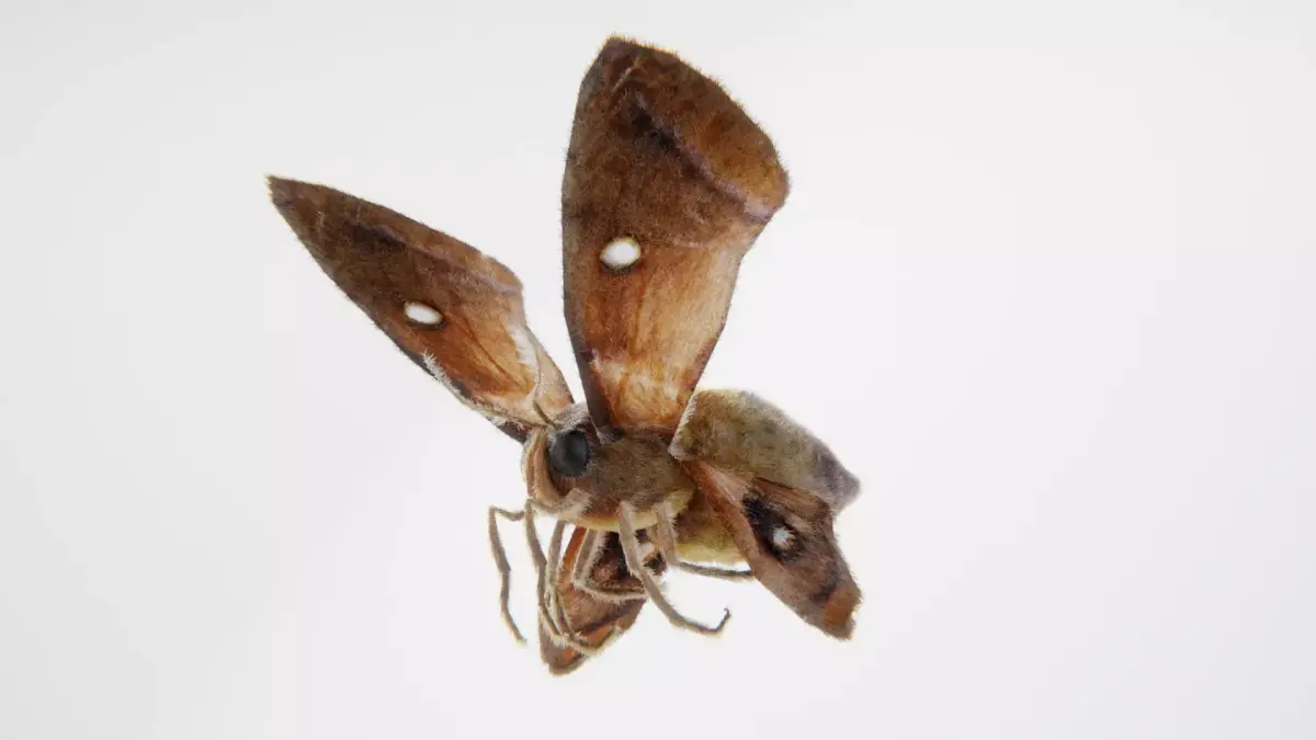 MOTH BUTTERFLY Low-poly 3D model purchase