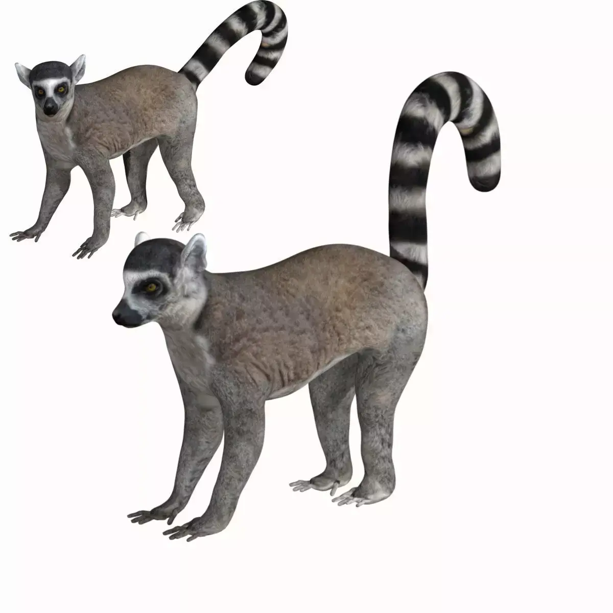 Lemur ring tailed Low-poly 3D model