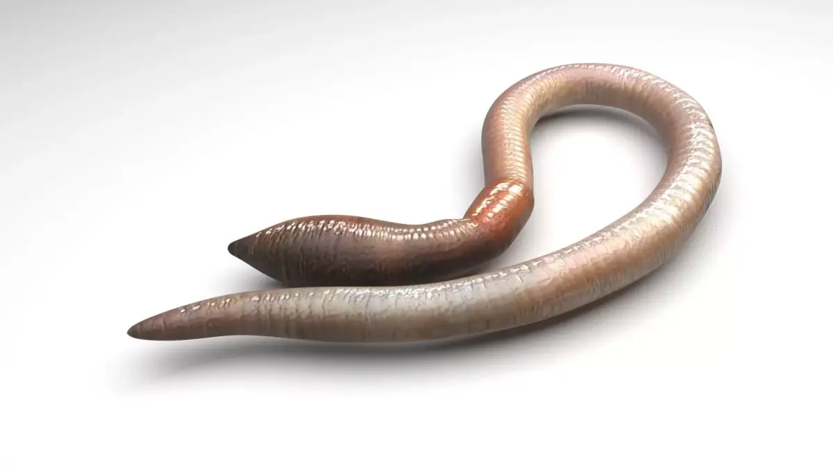 Earthworm 3D model get