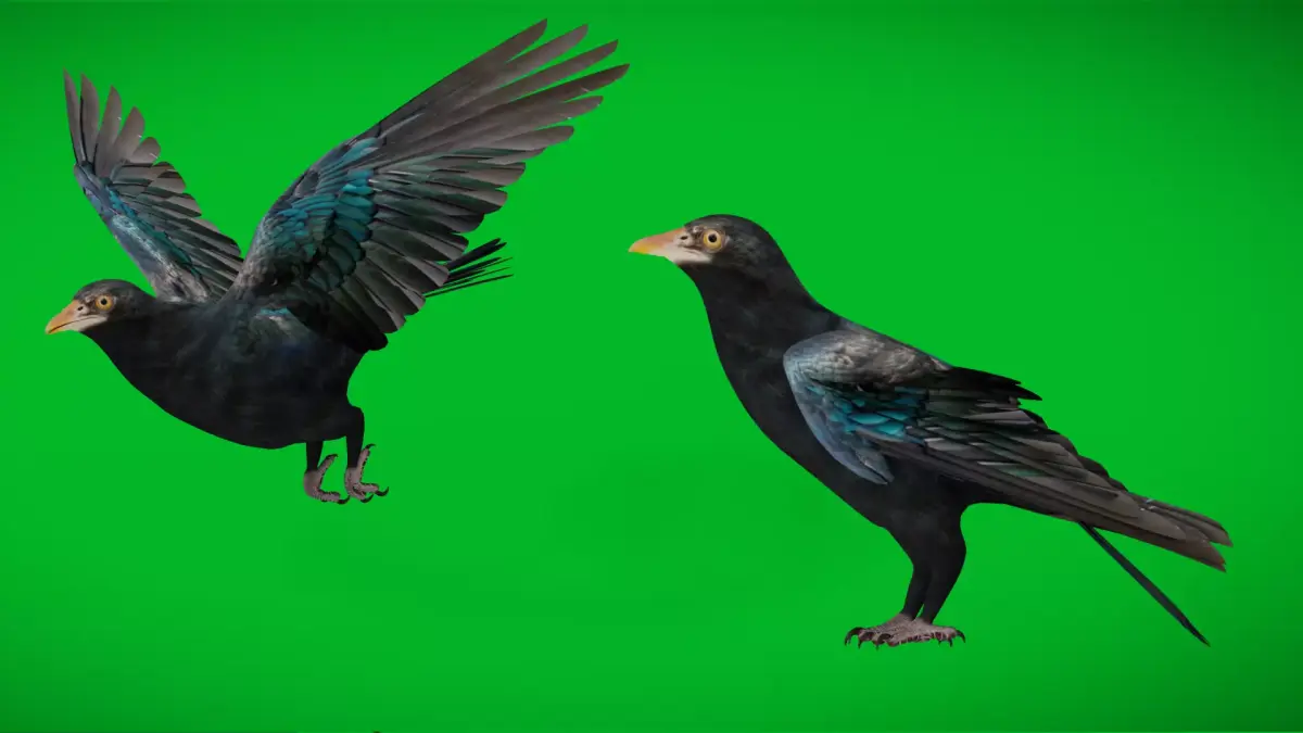 Asian Koel Cuckoo Bird Low-poly 3D model