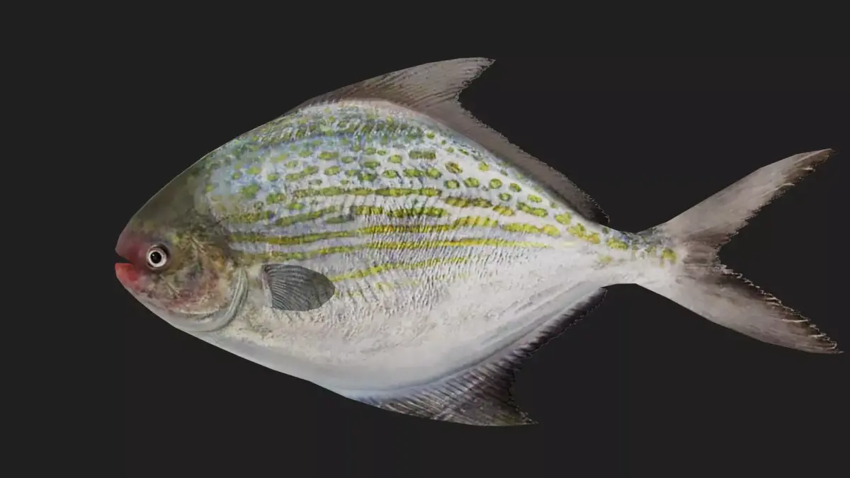 Pomfret Low-poly 3D model get
