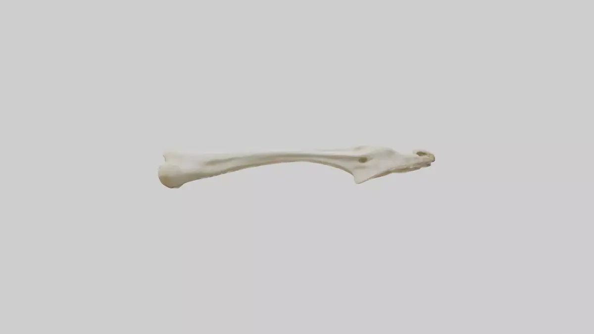 Giraffe Clavicle Low-poly 3D model