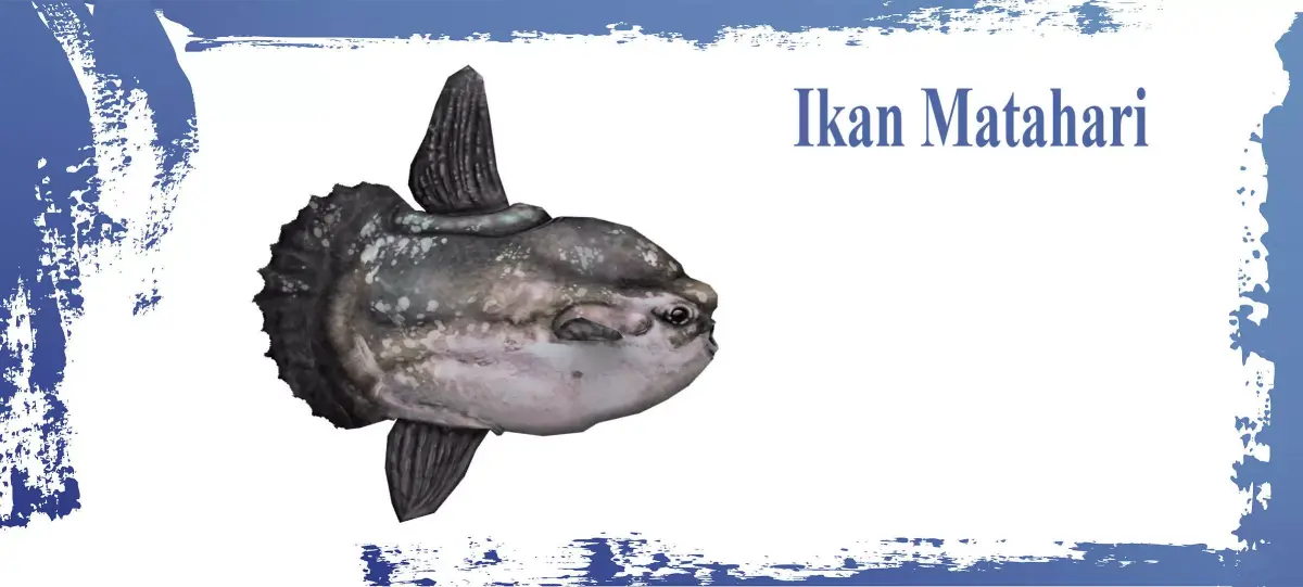 Ocean Sunfish  Low-poly 3D model