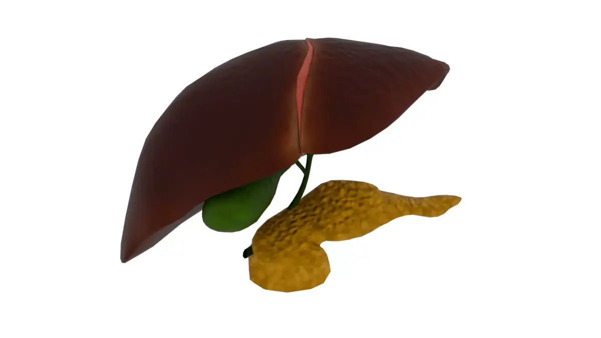 Liver 3D model