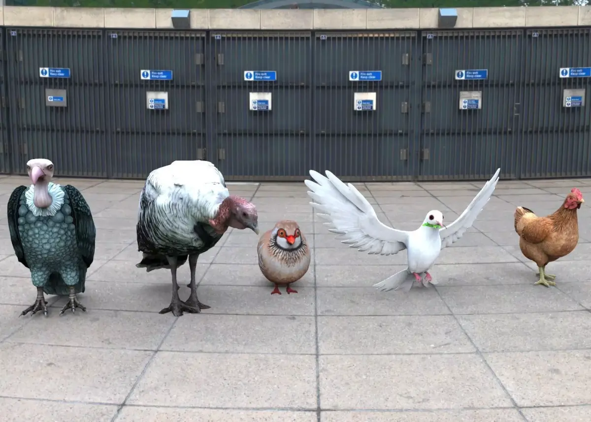 Bird group Chicken dove peace partridge vulture and turkey 3D model