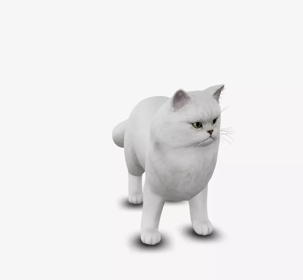 cat Persian 3D model