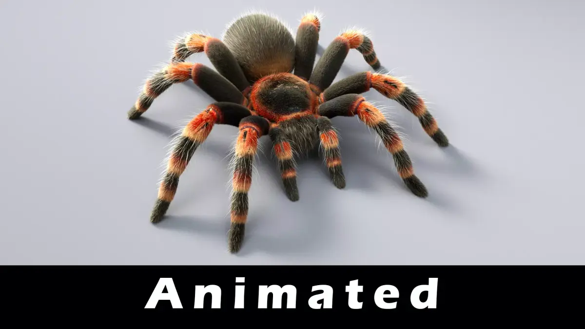 Tarantula Low-poly 3D model buy