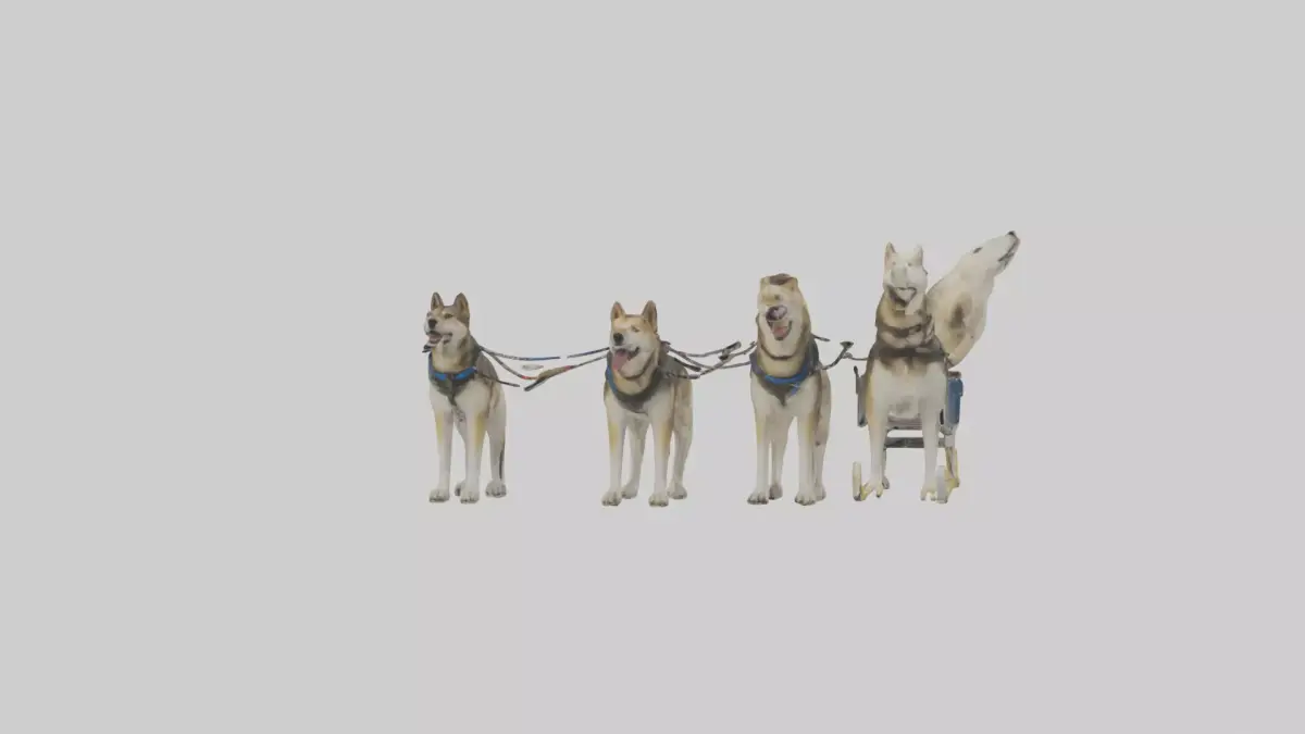 Chinook Dog sledding model Low-poly 3D model