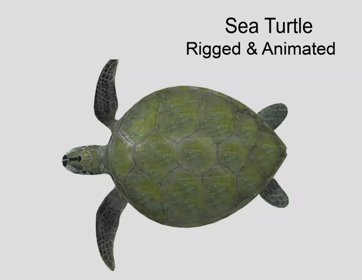 Sea Turtle Low-poly 3D model buy