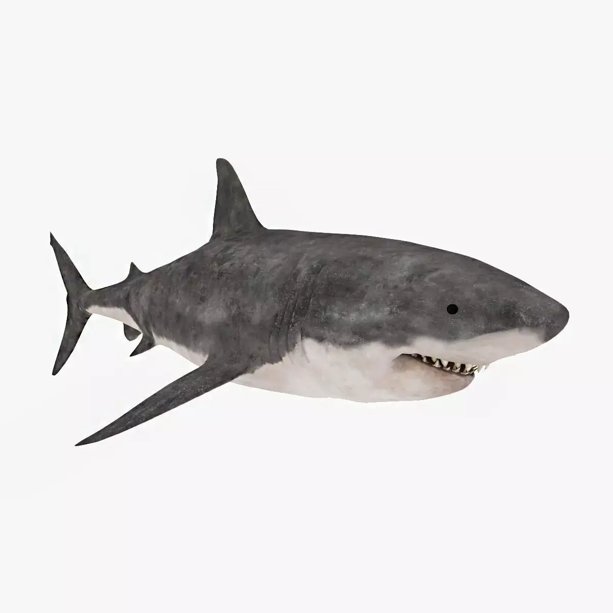 Great White Shark Low-poly 3D model 4