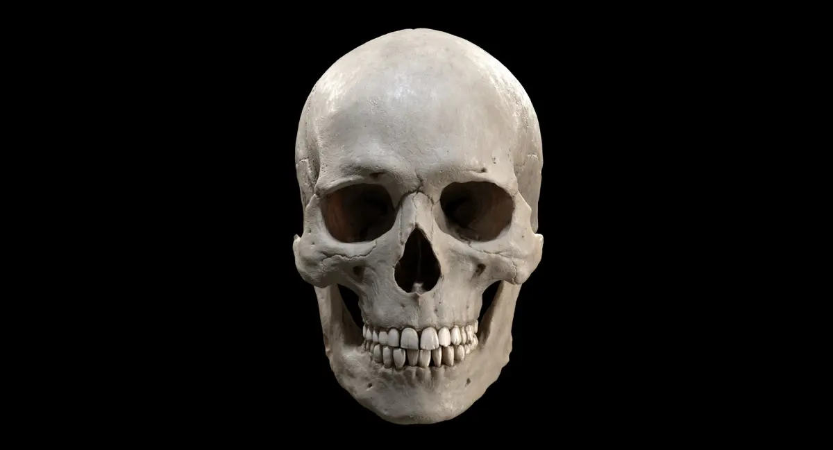 Human Skull  purchase 3D model