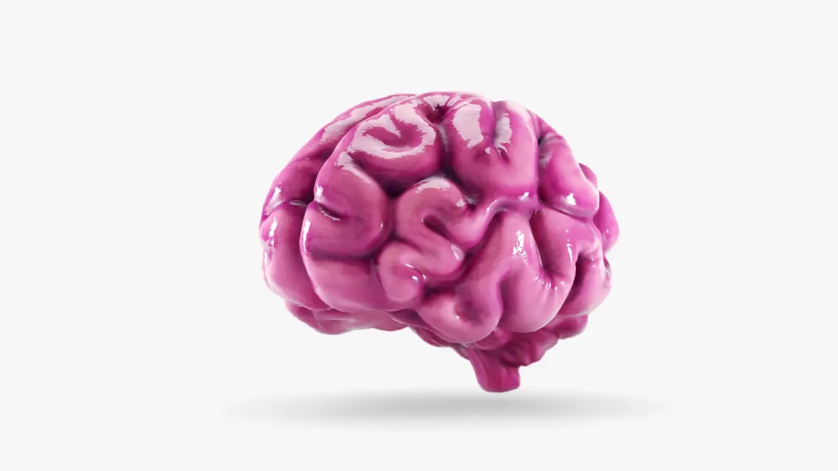 Cartoon Brain 3D model