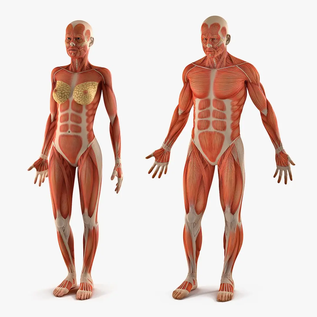 Male and Female Muscular System Anatomy Collection 3D model