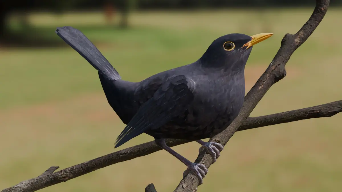 Common Blackbird Rigged 3D model