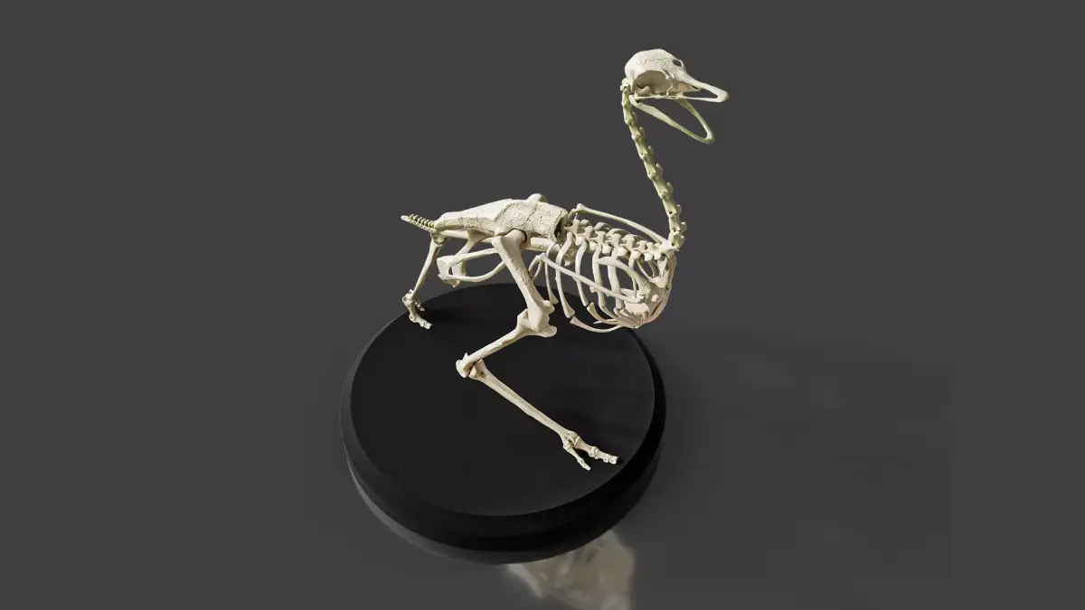 Anatomically Ostrich Skeleton 3D model