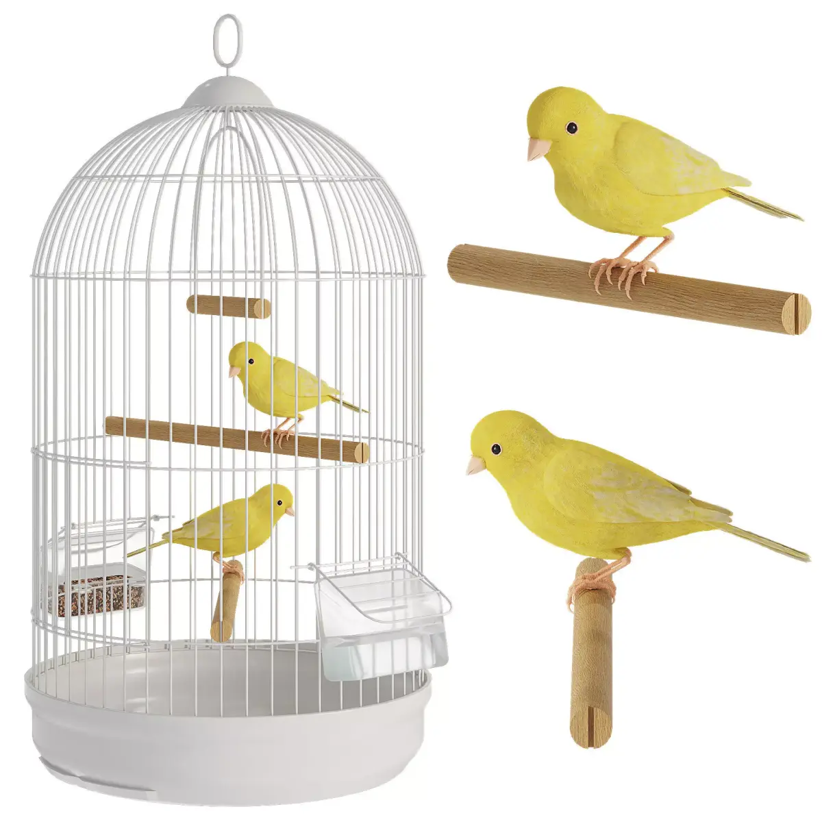 Canaries in a cage 3D model