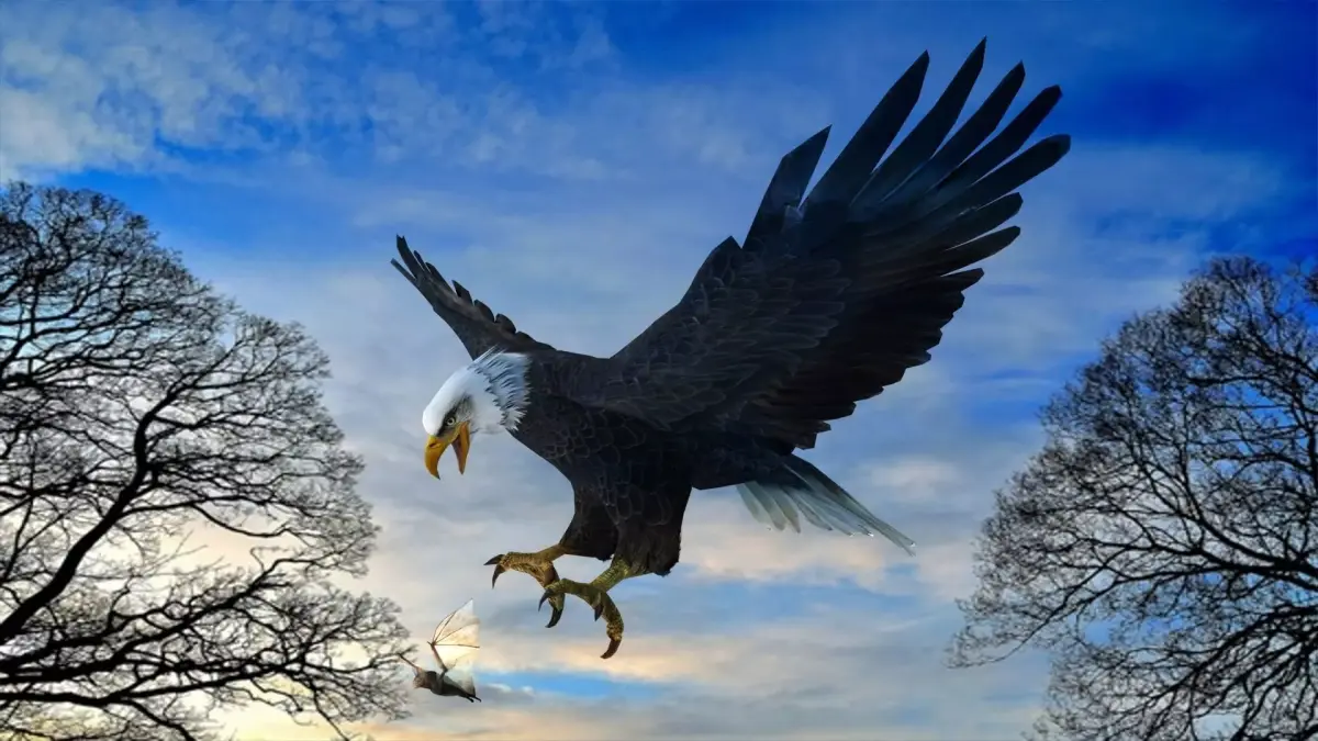 Eagle Attack  3D model