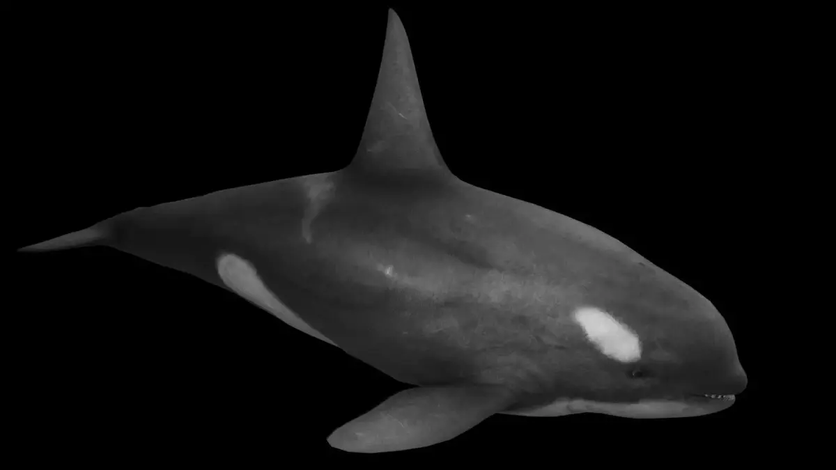 Killer Whale Low-poly 3D model get