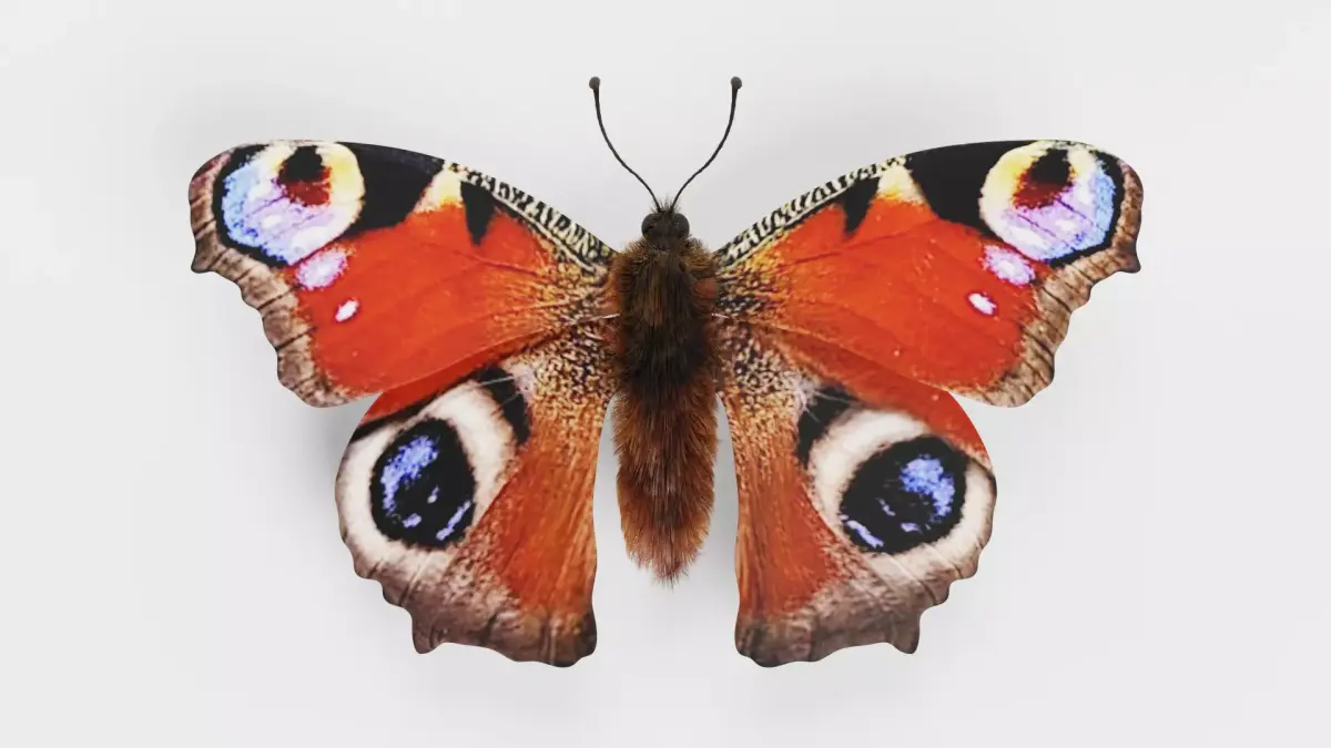 -Peacock Butterfly- 3D model