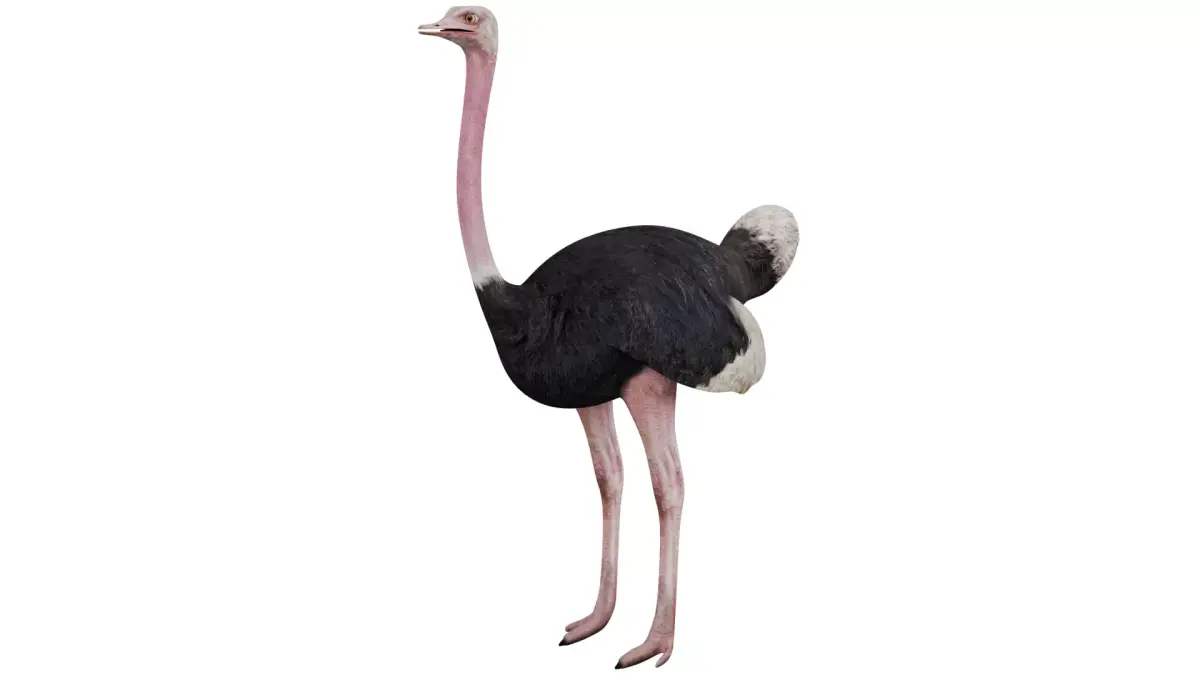 Ostrich 3D model purchase