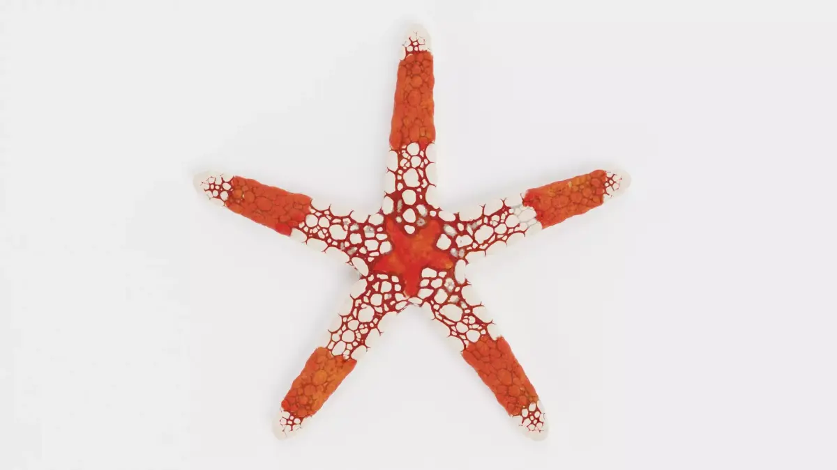 -Necklace Starfish V2- 3D model