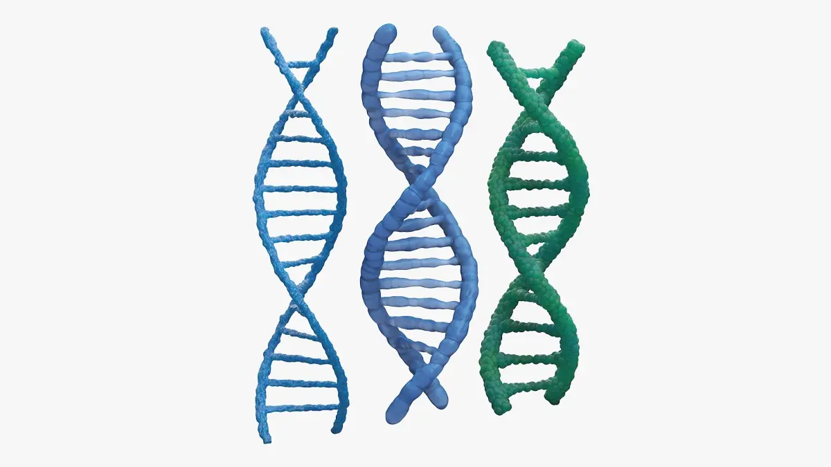 DNA Double Helix Structure Models Blue 3D model