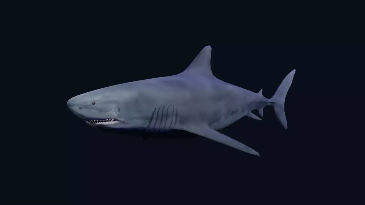 White Shark Low-poly 3D model purchase