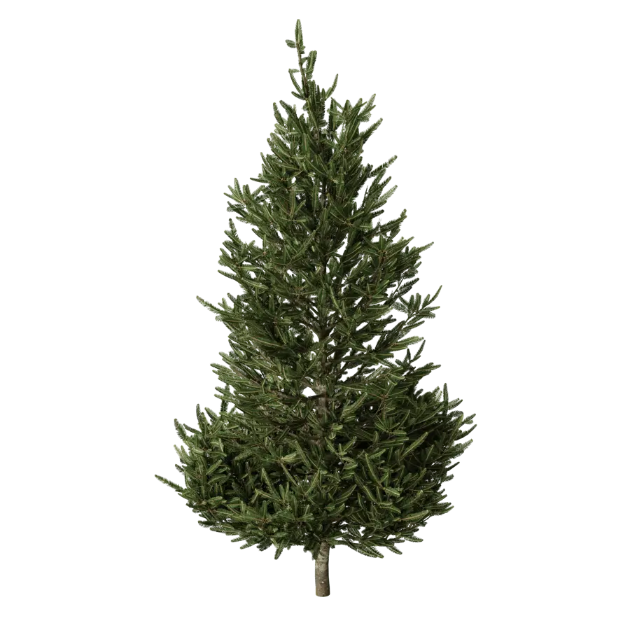  Large Fraser Fir Tree Model  buy