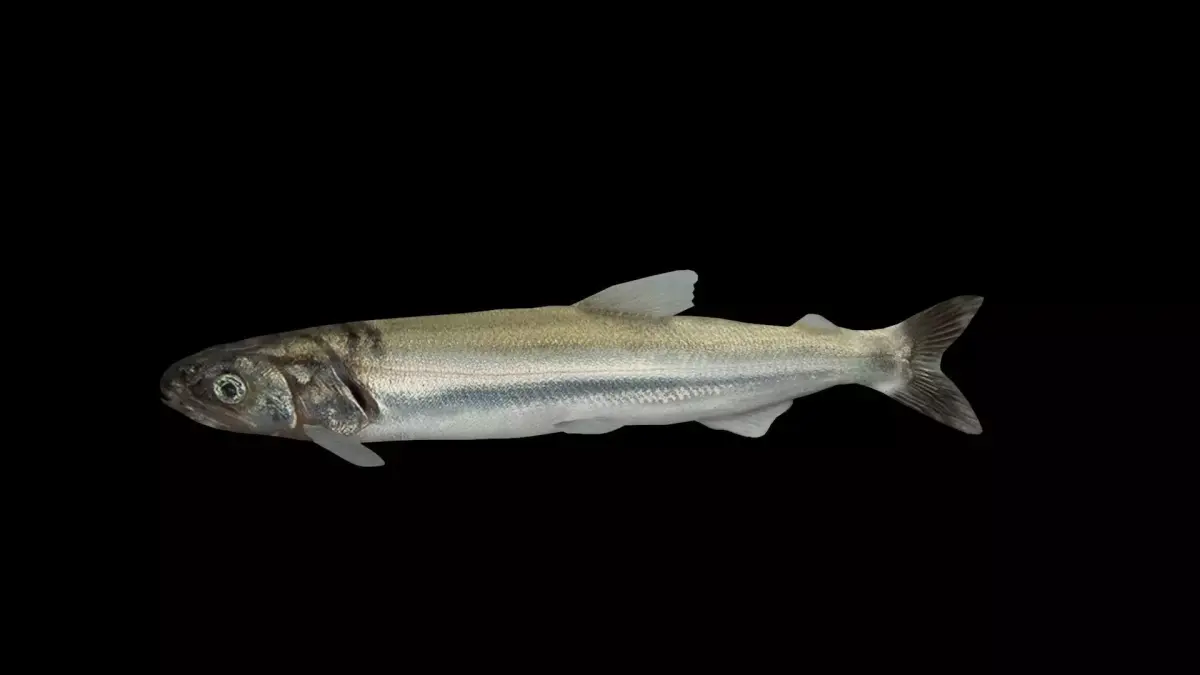 Eulachon aka Candlefish 3D model