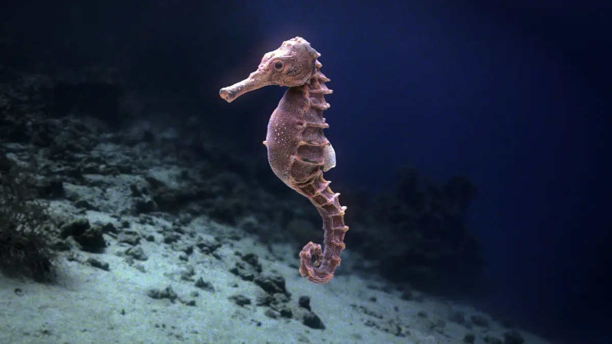 Seahorse 3D model 5