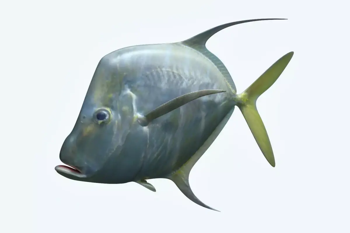 Selene Fish 3D model