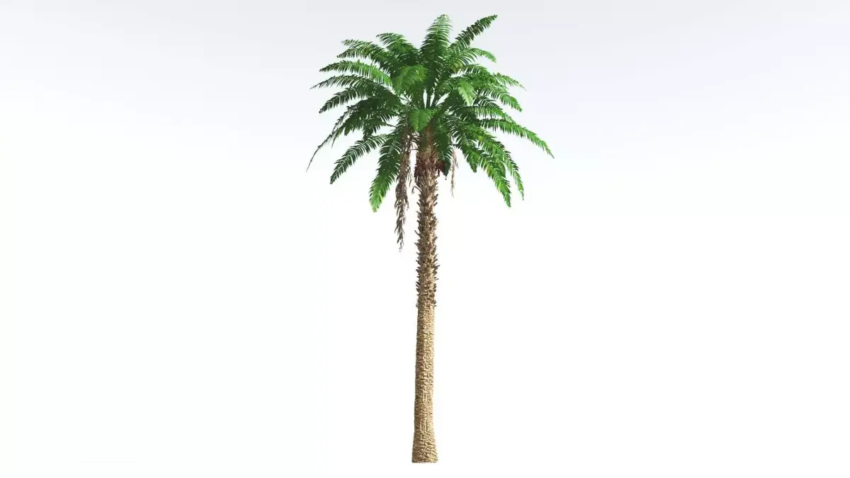 EVERYPlant African Oil Palm 1 --16 Models-- 3D model