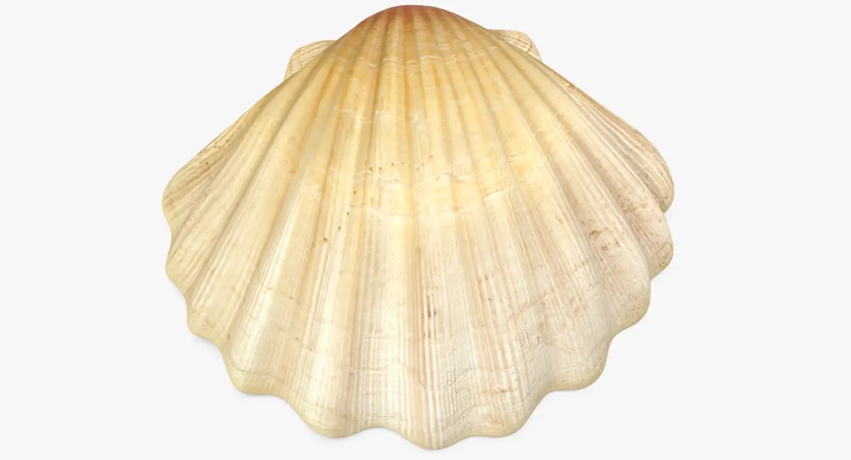 Sea Shell 2 3D model purchase