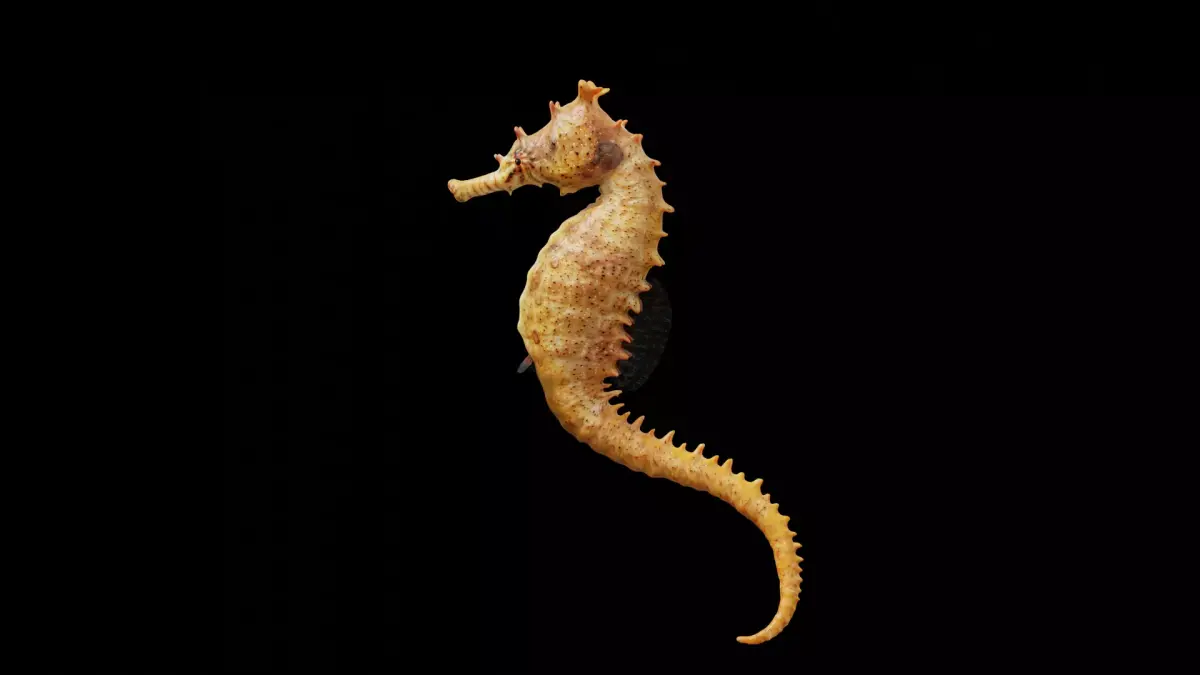 Seahorse fish Low-poly 3D model