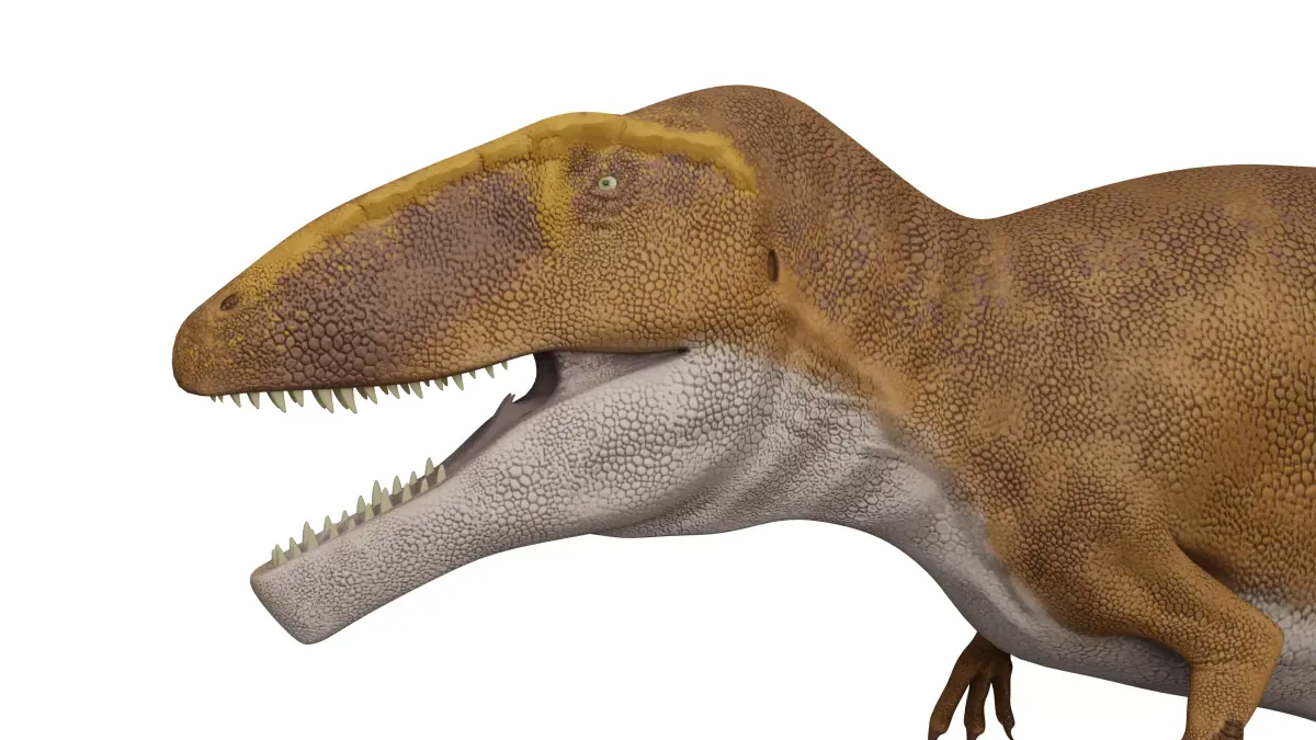 Carcharodontosaurus sahricus Low-poly 3D model