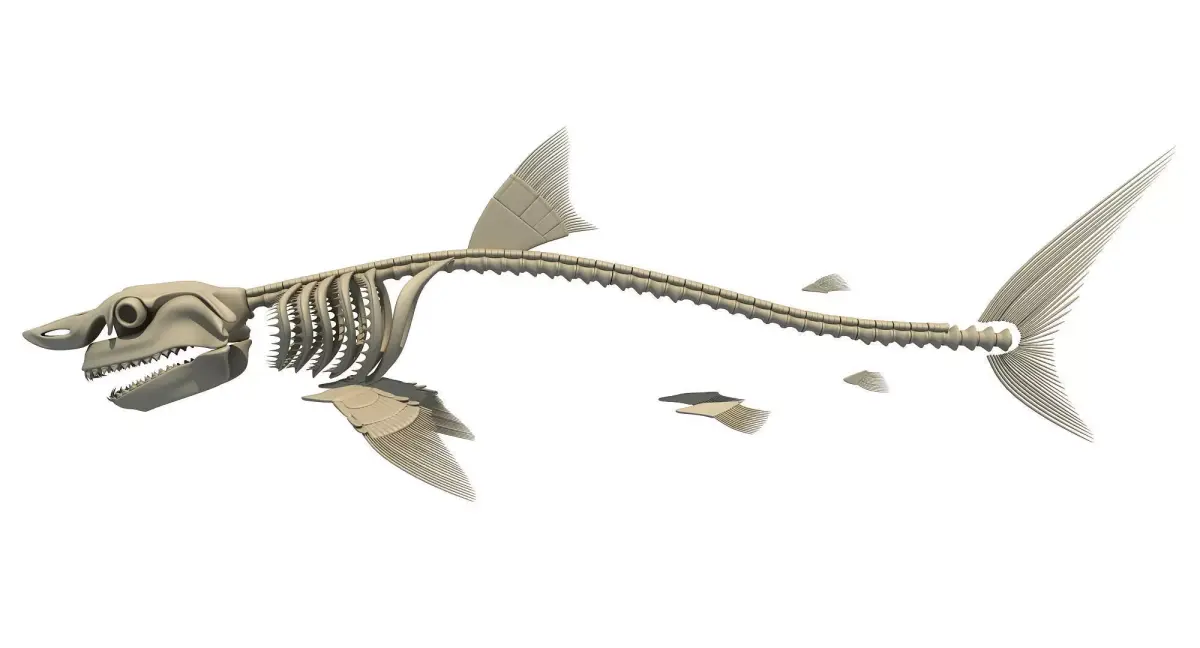 Great White Shark Skeleton 3D model