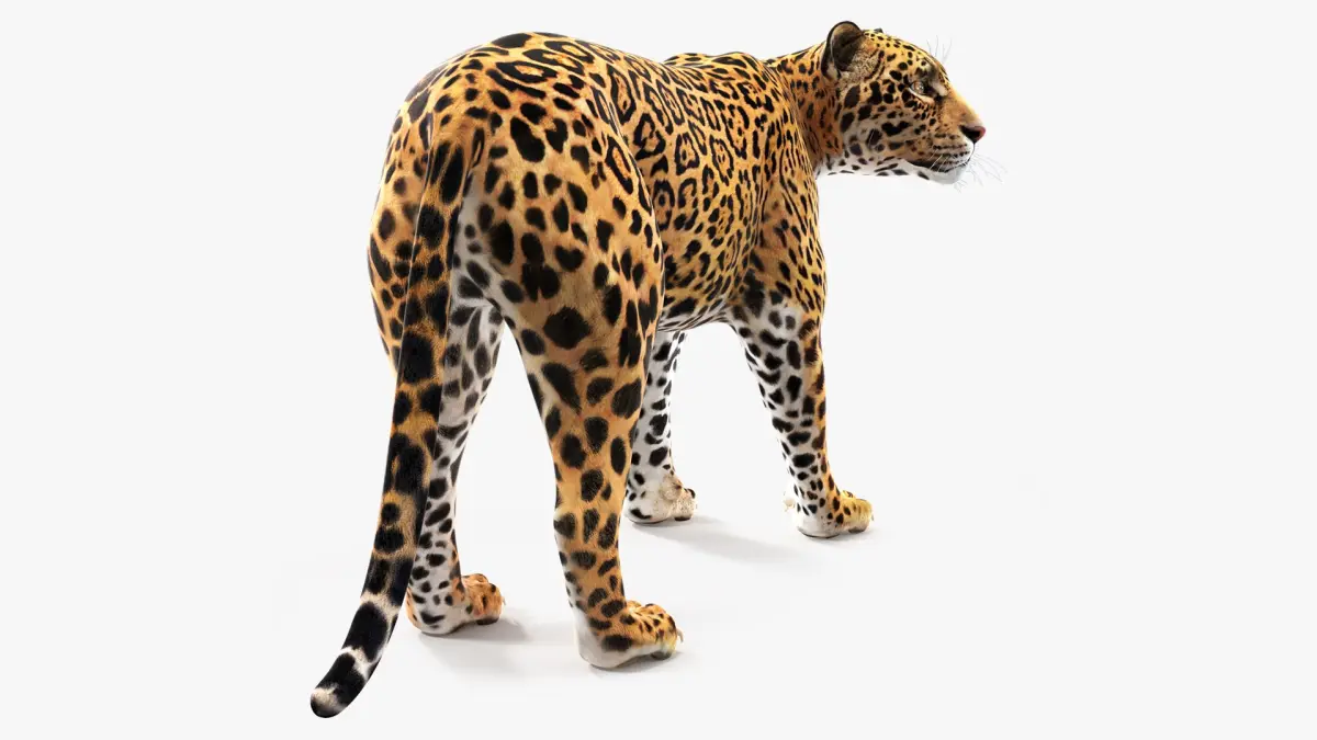 Jaguar Stand Pose 3D model