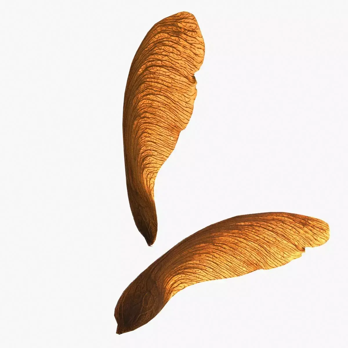 3D Maple Seed Low-poly 3D model