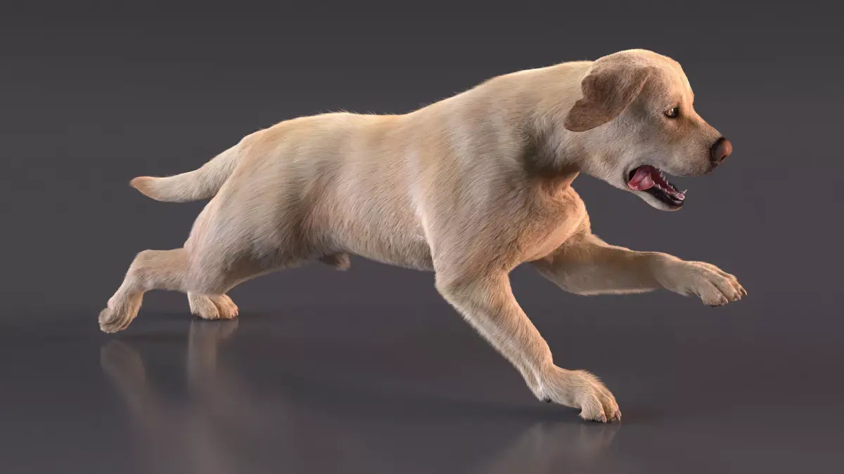 Running White Retriever Dog Fur Animated Rigged for Cinema 4D 3D model purchase