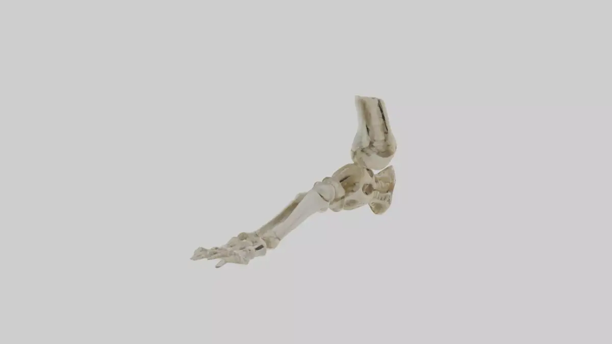 Foot skeleton Low-poly 3D model
