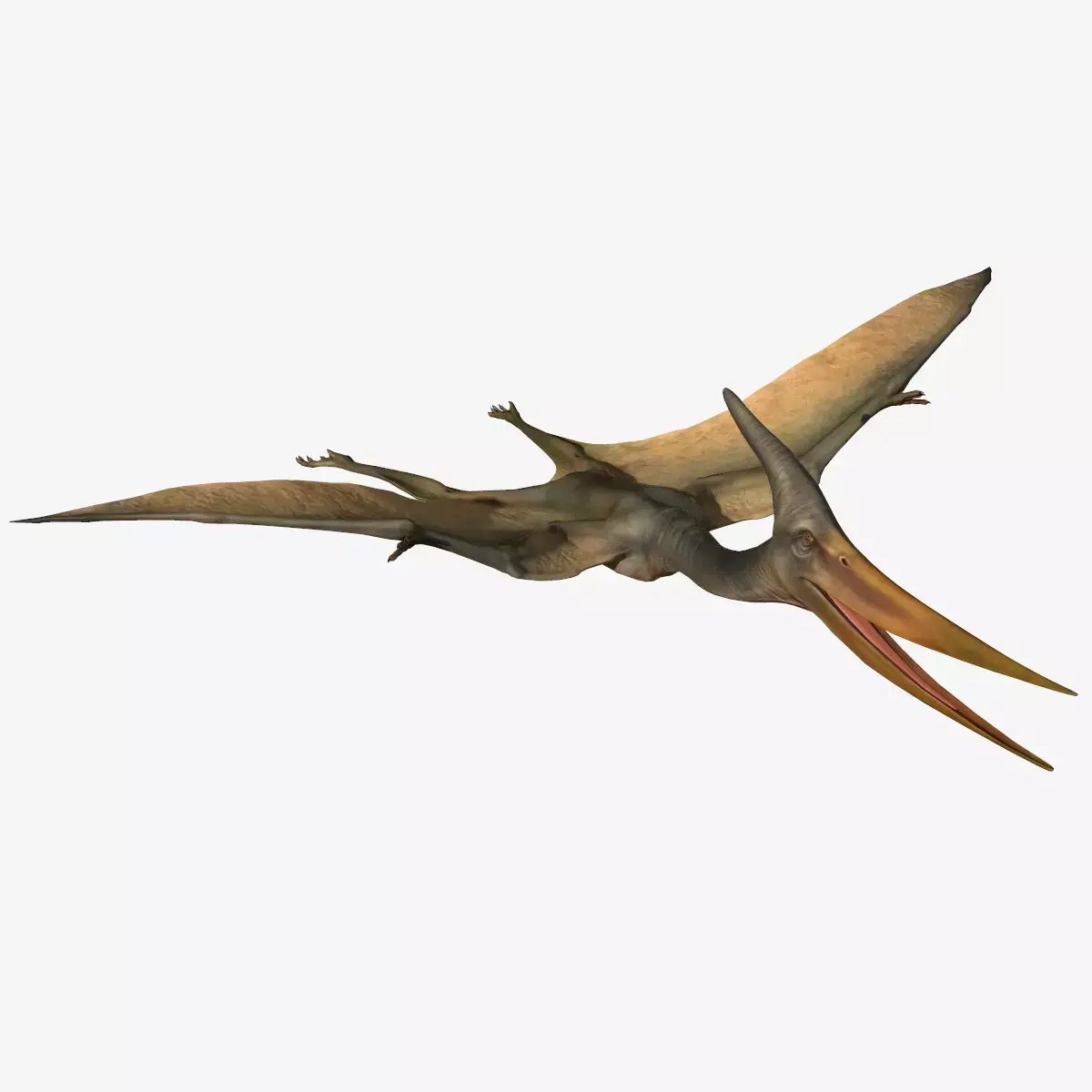 Pteranodon dinosaur Low-poly 3D model purchase