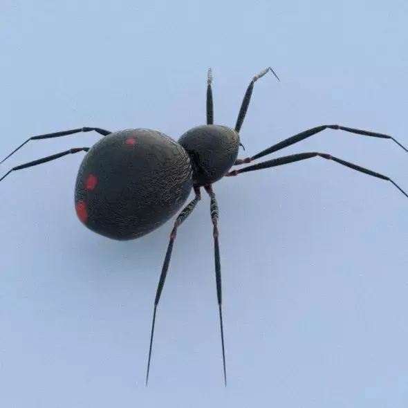 Spider Black Widow 3D model