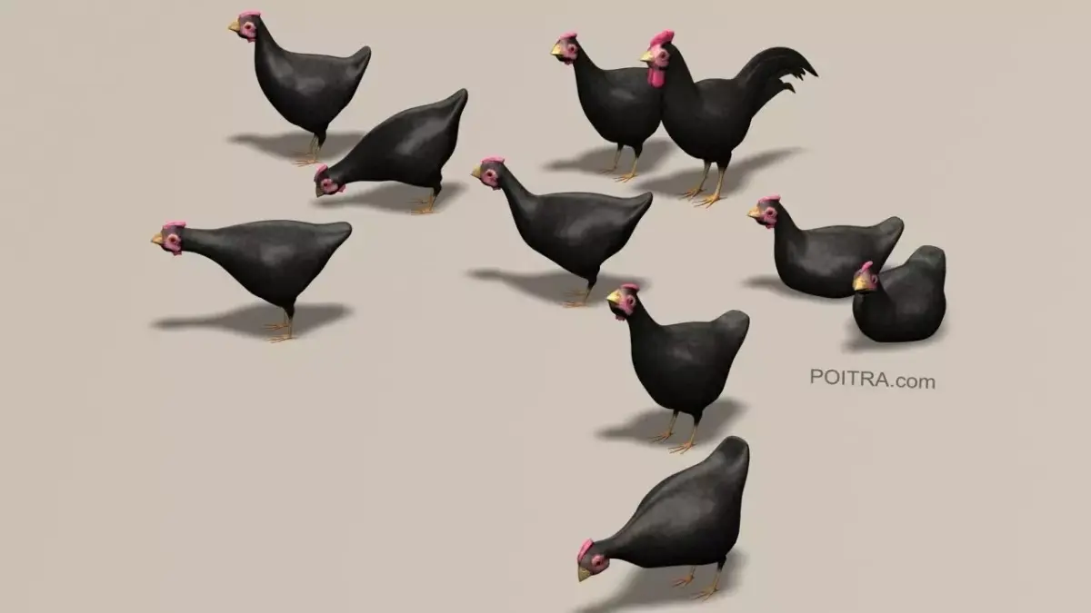 Chicken Ranch - Rooster and 9 Posed Hens - Black -  3D model