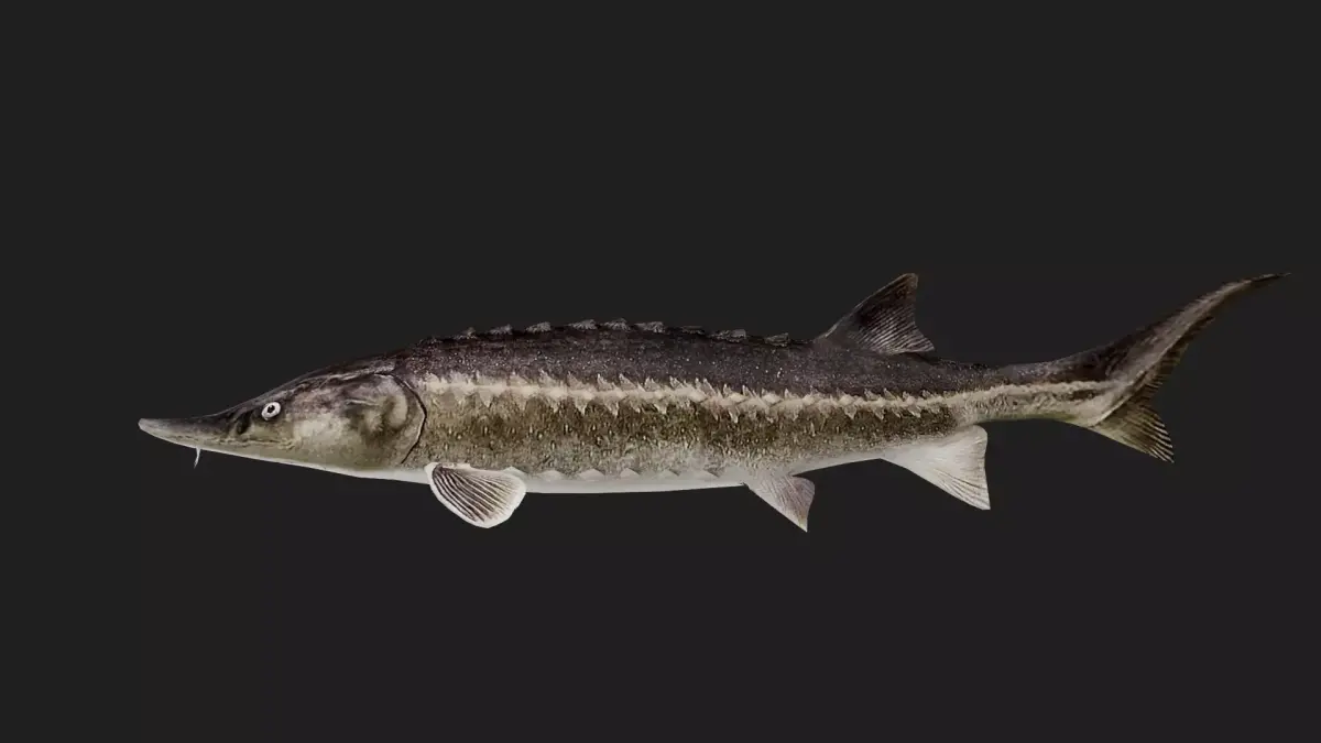 Sturgeon Low-poly 3D model get